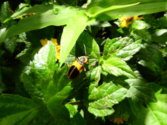 Chauliognathus flavipes