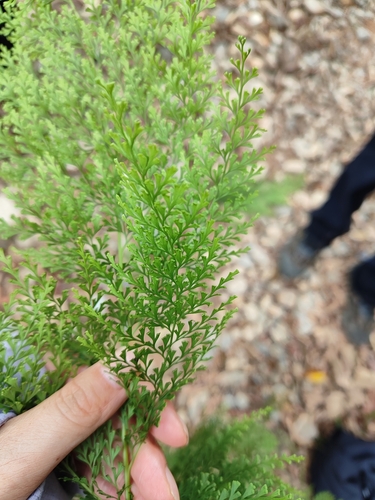 Fairy Fern