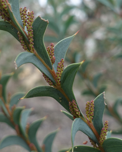 Acacia triptera, photograph 6
