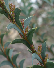 Acacia triptera, photograph yatesy, CC BY, iNaturalist via GBIF