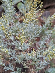 Artemisia thuscula image
