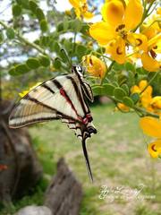 Protographium epidaus epidaus
