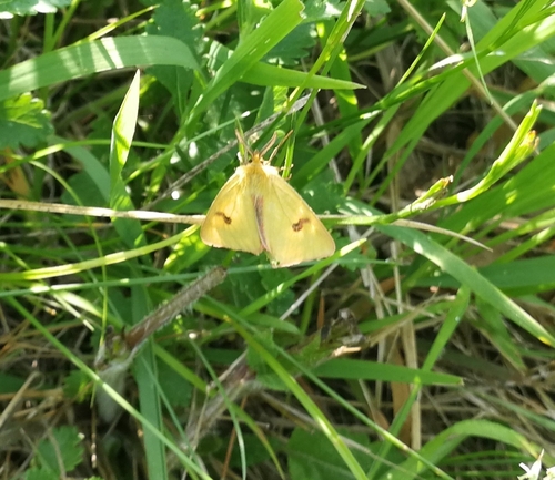 spriadač chrastavcový (Diacrisia sannio)