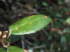 Quercus alnifolia