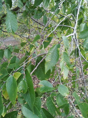 Ulmus × intermedia