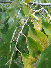 Ulmus × intermedia