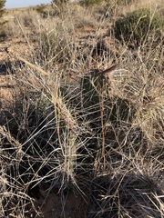 Opuntia trichophora
