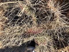 Opuntia trichophora