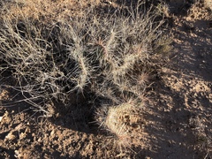 Opuntia trichophora