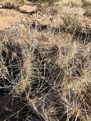 Opuntia trichophora