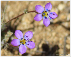 Gilia ochroleuca