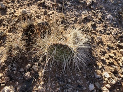 Opuntia trichophora