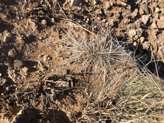 Opuntia trichophora