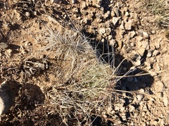 Opuntia trichophora