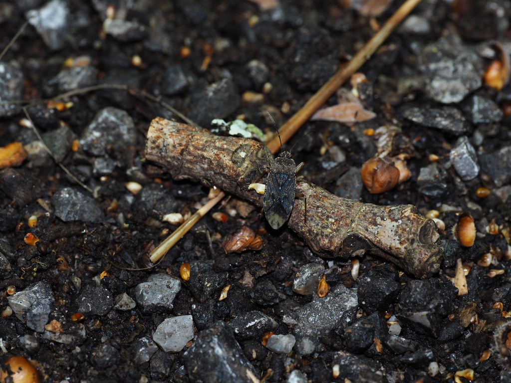 Rhyparothesus dudgeoni