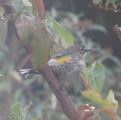 Setophaga coronata
