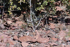 Aspidoscelis franciscensis