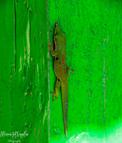 Phelsuma quadriocellata