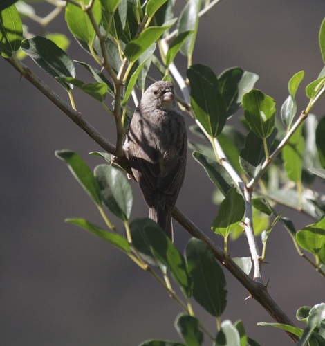 Yellow-rumped Seedeater (Crithagra xanthopygia), photo 6
