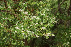 Nematolepis squamea squamea