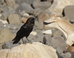 Corvus capensis