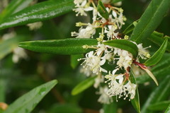 Nematolepis squamea squamea