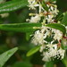 Nematolepis squamea squamea - Photo (c) Reiner Richter, algunos derechos reservados (CC BY-NC-SA), subido por Reiner Richter