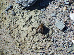 Polydontomyia curvipes