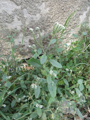 Heliotropium europaeum