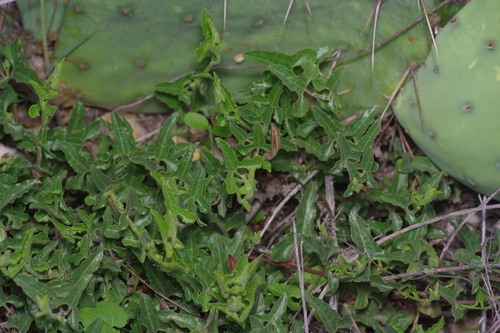 Aristolochia coryi