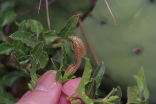 Aristolochia coryi, photograph 1