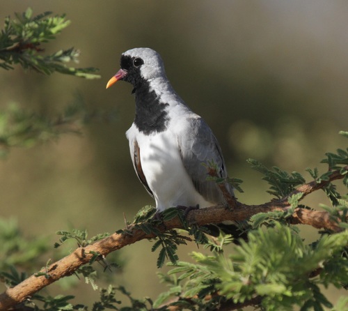 Namaqua Dove