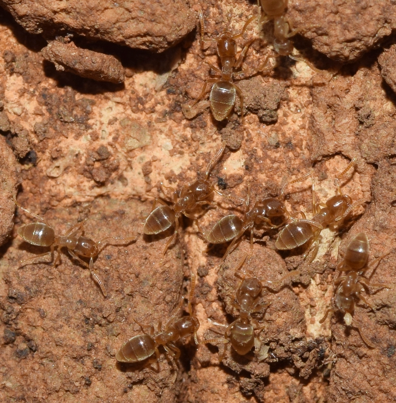 Bothriomyrmex