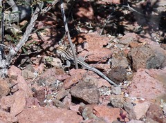 Aspidoscelis franciscensis