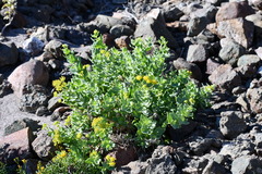 Coulterella capitata