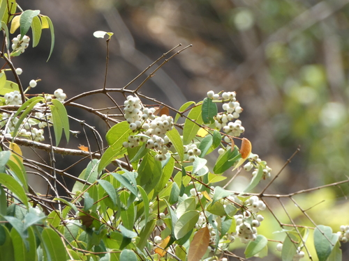 Syzygium antisepticum, photograph 2