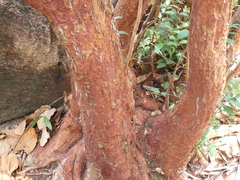 Syzygium antisepticum