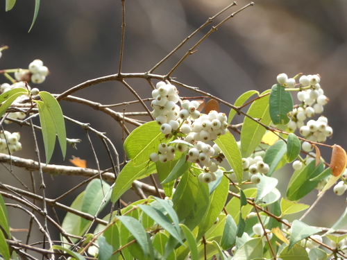 Syzygium antisepticum, photograph 1