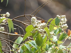 Syzygium antisepticum, photograph (c) luluchouette, some rights reserved (CC BY)