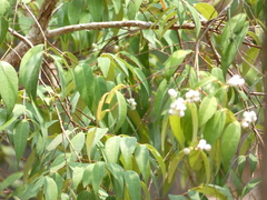 Syzygium antisepticum, photograph (c) luluchouette, some rights reserved (CC BY)