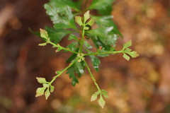 Phyllocladus aspleniifolius