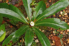 Anopterus glandulosus