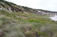 Sonchus grandifolius