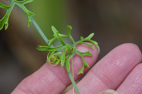 Ibervillea tenuisecta