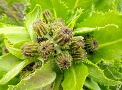 Sonchus grandifolius