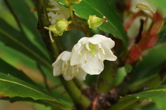 Anopterus glandulosus