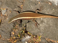 Eutropis carinata