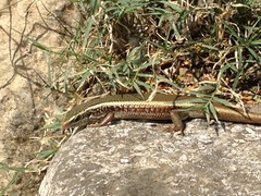 Eutropis carinata