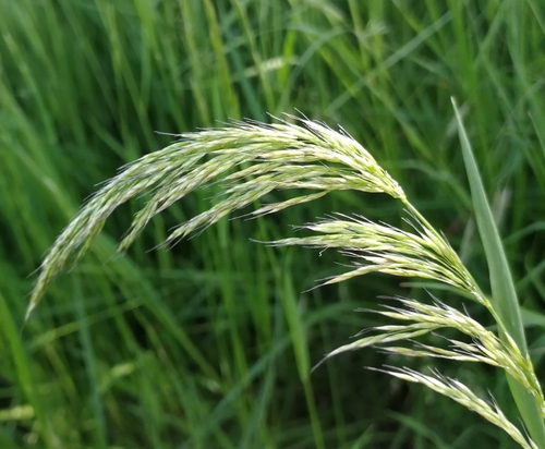 trojštet žltkastý (Trisetum flavescens)