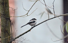 Aegithalos caudatus